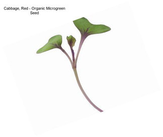 Cabbage, Red - Organic Microgreen Seed