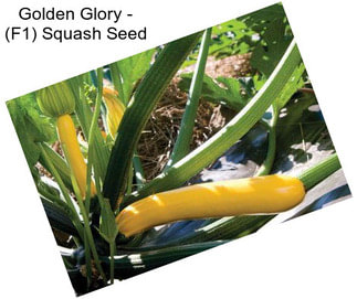 Golden Glory - (F1) Squash Seed