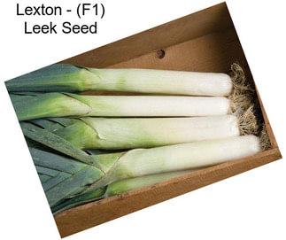 Lexton - (F1) Leek Seed