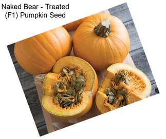 Naked Bear - Treated (F1) Pumpkin Seed