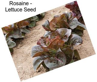 Rosaine - Lettuce Seed