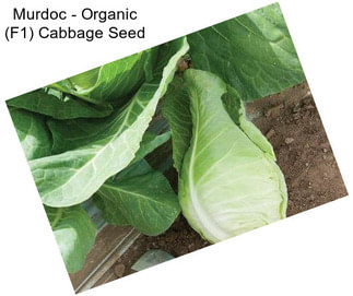 Murdoc - Organic (F1) Cabbage Seed