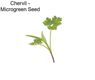 Chervil - Microgreen Seed