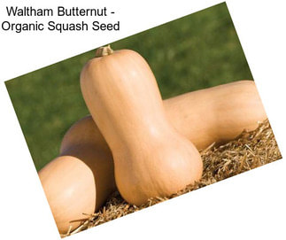 Waltham Butternut - Organic Squash Seed