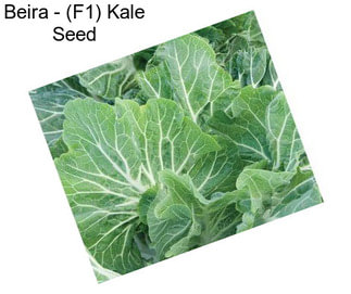 Beira - (F1) Kale Seed