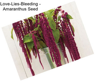 Love-Lies-Bleeding - Amaranthus Seed