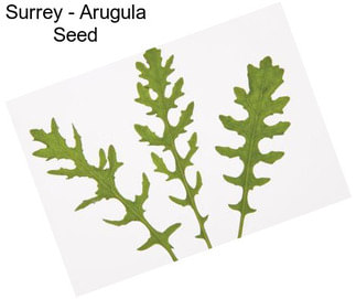 Surrey - Arugula Seed
