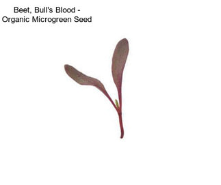 Beet, Bull\'s Blood - Organic Microgreen Seed