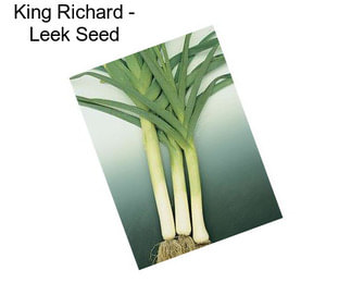 King Richard - Leek Seed