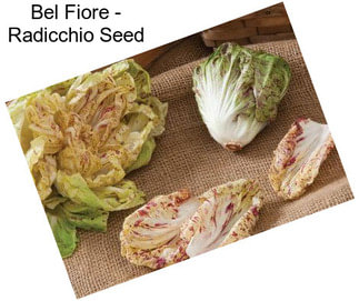 Bel Fiore - Radicchio Seed