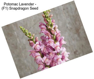 Potomac Lavender - (F1) Snapdragon Seed