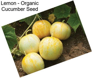 Lemon - Organic Cucumber Seed