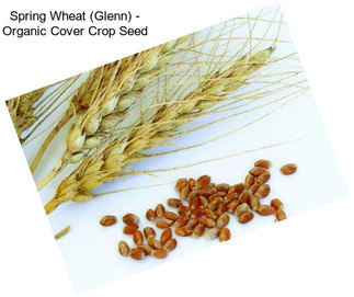 Spring Wheat (Glenn) - Organic Cover Crop Seed