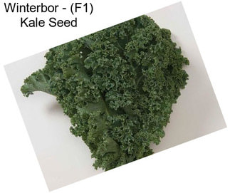 Winterbor - (F1) Kale Seed