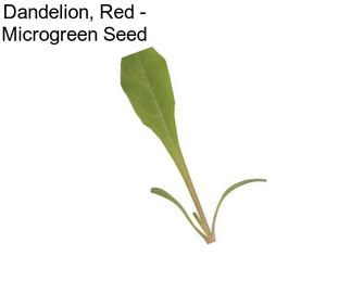 Dandelion, Red - Microgreen Seed