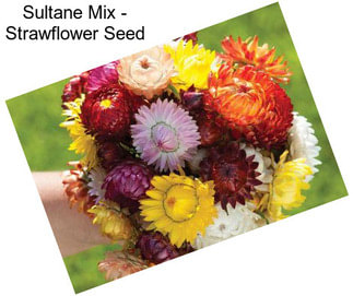 Sultane Mix - Strawflower Seed