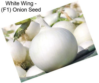 White Wing - (F1) Onion Seed