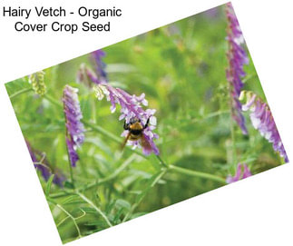 Hairy Vetch - Organic Cover Crop Seed