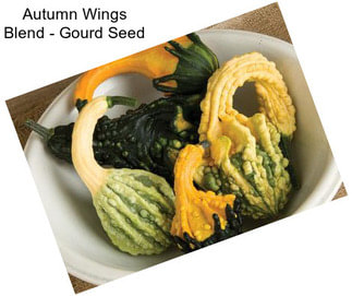 Autumn Wings Blend - Gourd Seed