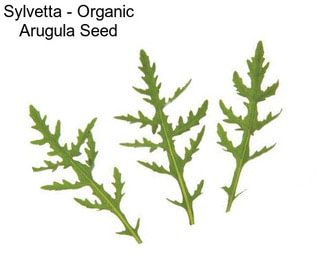 Sylvetta - Organic Arugula Seed