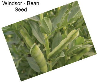 Windsor - Bean Seed