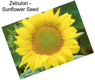 Zebulon - Sunflower Seed