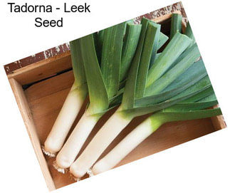 Tadorna - Leek Seed