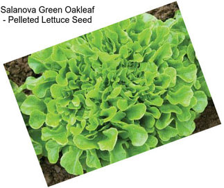 Salanova Green Oakleaf - Pelleted Lettuce Seed