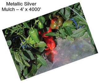 Metallic Silver Mulch – 4\' x 4000\'