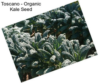 Toscano - Organic Kale Seed
