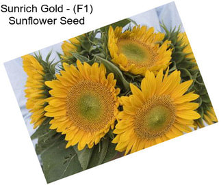 Sunrich Gold - (F1) Sunflower Seed