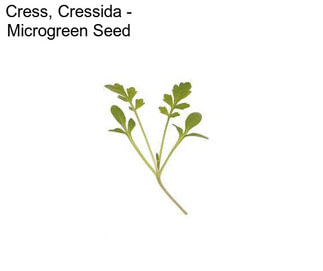 Cress, Cressida - Microgreen Seed