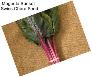 Magenta Sunset - Swiss Chard Seed