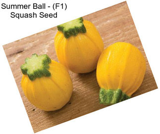 Summer Ball - (F1) Squash Seed
