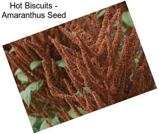 Hot Biscuits - Amaranthus Seed