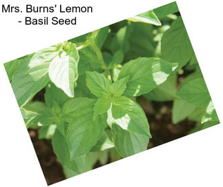 Mrs. Burns\' Lemon - Basil Seed