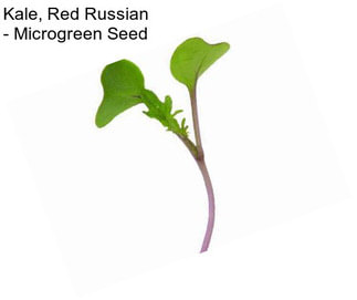 Kale, Red Russian - Microgreen Seed