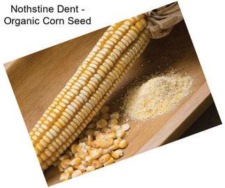 Nothstine Dent - Organic Corn Seed