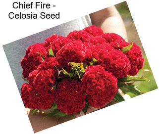 Chief Fire - Celosia Seed