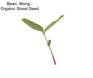 Bean, Mung - Organic Shoot Seed