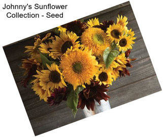 Johnny\'s Sunflower Collection - Seed