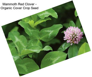 Mammoth Red Clover - Organic Cover Crop Seed