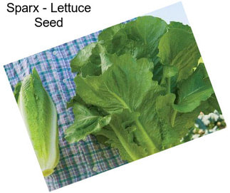 Sparx - Lettuce Seed