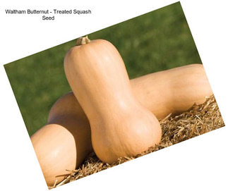 Waltham Butternut - Treated Squash Seed