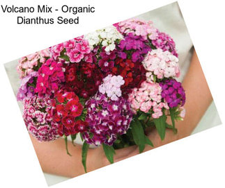 Volcano Mix - Organic Dianthus Seed