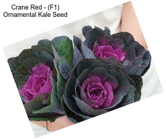 Crane Red - (F1) Ornamental Kale Seed