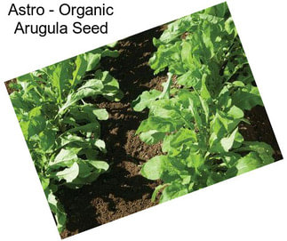 Astro - Organic Arugula Seed