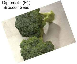 Diplomat - (F1) Broccoli Seed