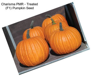 Charisma PMR - Treated (F1) Pumpkin Seed