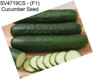 SV4719CS - (F1) Cucumber Seed